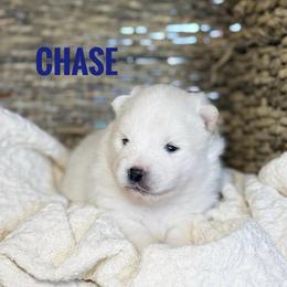 Chase - White male Pomsky puppy in Grass Valley, California from Karalot Pomskies