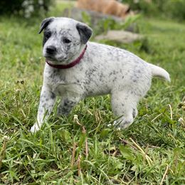 Australian Cattle Dog Puppies from Foxglove Field Farm