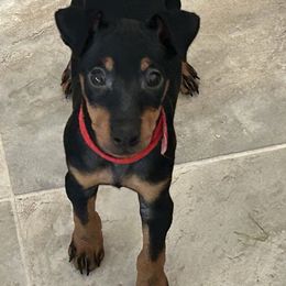 Red Collar - Black and tan male Manchester Terrier puppy in Wildomar, California from Goldline Manchester Terriers