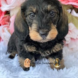 Dachshund Puppies from RRD