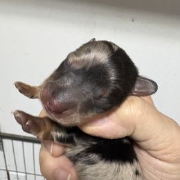 Luther AKC - Dapple male Dachshund puppy in Fayetteville, Pennsylvania from PA's Darling Doxies