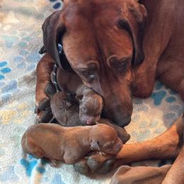 Boy 3 - Rd whtn blk nose male Rhodesian Ridgeback puppy in Greenville, Ohio from Masai's Pride Rhodesian Ridgbacks