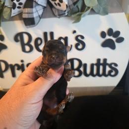 Olivia - Black and gold female Yorkshire Terrier puppy in Clermont, Florida from Bella's Prissy Butts