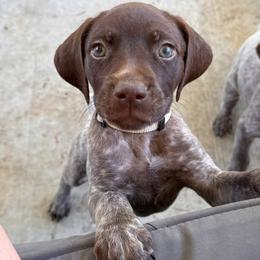German Shorthaired Pointer Puppies from H & J Farms
