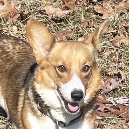Mia - Pembroke Welsh Corgi