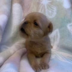Brussels Griffon Puppies from Shelly's Brussels Griffons