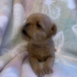 Brussels Griffon Puppies from Shelly's Brussels Griffons