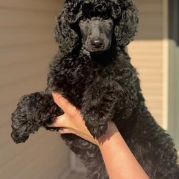 Black Girl - Black female Poodle puppy in Ogden, Utah from Kotu Poodles