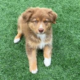 TIANA - Red tri-color female Australian Shepherd puppy in Hayward, California from Grissom’s Aussies