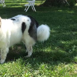 Pyrenean Mastiff All Grown Up from SaddleDog Farm