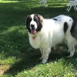 Pyrenean Mastiff All Grown Up from SaddleDog Farm