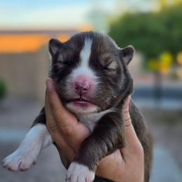 Sage - Red and white female Siberian Husky puppy in Buckeye, Arizona from Anime Huskies