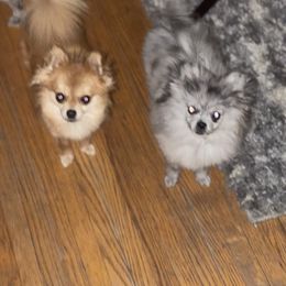 Pomeranian Puppies from Caitlyn's Pomeranians