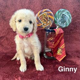 Ginny - Cream female Goldendoodle puppy in Conroe, Texas from Tails of Cypress