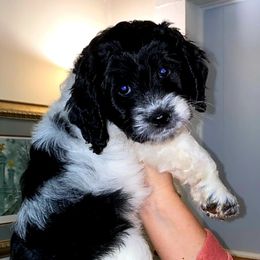 Cockapoo and Poodle Puppies from FurEver Young Kennels