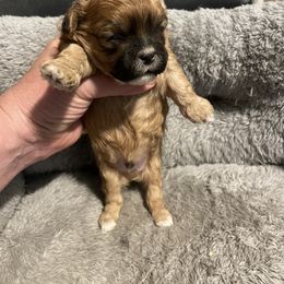 Shichon Puppies from Teddy Bear Cuddles