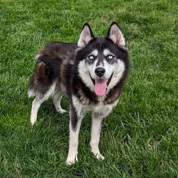 Tacoma - Siberian Husky