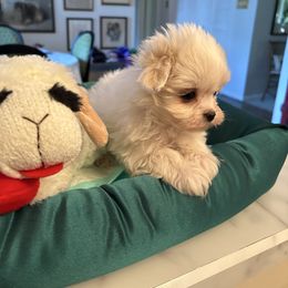 Boy 2 - White male Maltese puppy in Pennsylvania from Pequest Pekingese & Merri Maltese