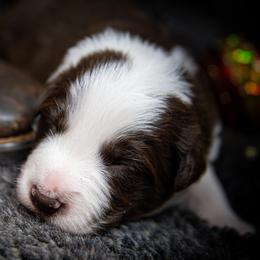 Boy 2 - male Border Collie puppy in Shelbyville, Tennessee from C Horns Ranch Border Collies