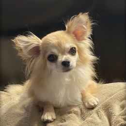 Hottie - Chihuahua
