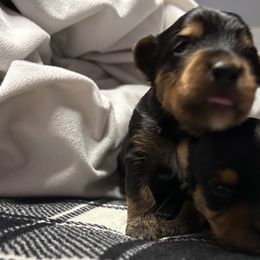 Yorkshire Terriers from Homeoftheyorkieandpups