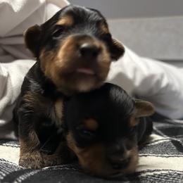 Yorkshire Terriers from Homeoftheyorkieandpups