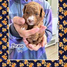 Bravo - Red  male Poodle puppy in Cedar City, Utah from Baird Poodles and Doodles