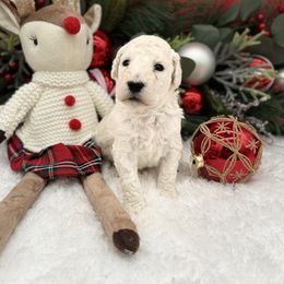 Boy 1 - White male Poodle puppy in Clark County, Nevada from My Pride Poodles & Japanese Chins