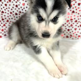 Eden - Black and white female Siberian Husky puppy in Collins, Iowa from Homegrown Huskies