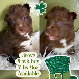 Grove - Red and white male Siberian Husky puppy in Florence, Kentucky from Moonlight Howl Huskies