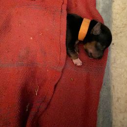 Yorkshire Terrier Puppies from Buddha Babies Yorkshire Terriers