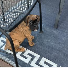 Boxer Puppies from Sergeant's Boxers