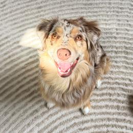 Calida - Australian Shepherd