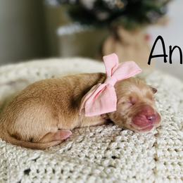 Girl Pick 2 - Golden Retriever puppy in Cocoa, Florida from Goldens of the Groves LLC.