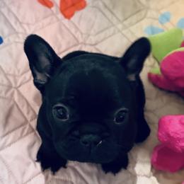 French Bulldog, Mal-Shi, and Morkie Puppies from Woodpecker Ridge Pups