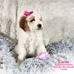 Bernedoodle Puppies from A Star is Born Doodles