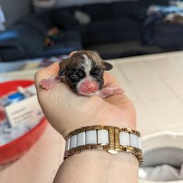 Shih Tzu Puppies from Cisneros Shih-tzu