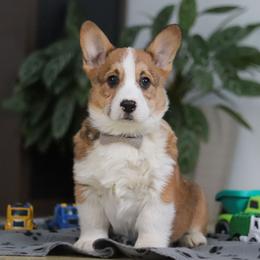 Jack - Sable male Pembroke Welsh Corgi puppy in Sugarcreek, Ohio from Admar Canines
