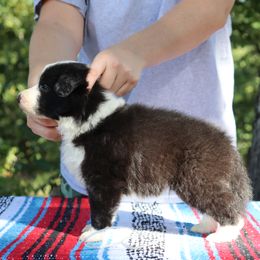 AKC Grand Champion Sired - Black male Border Collie puppy in Noble, Oklahoma from CheckItOut Border Collies