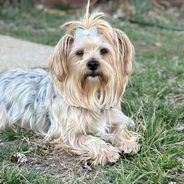 Leesi - Yorkshire Terrier