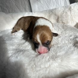 Boy 4 - Red Pembroke Welsh Corgi puppy in Idaho from Blue Sky Corgis