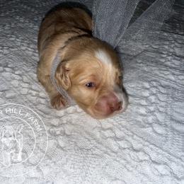 Male 4 - Blenheim female Cavapoo puppy in Fayetteville, Arkansas from Silver Hill Farm