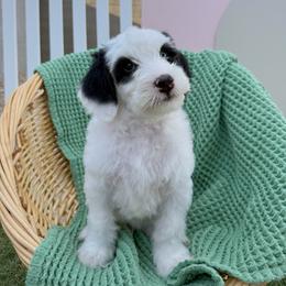 Moony - Tri-color male Bernedoodle puppy in Apache Junction, Arizona from Coffey House Doodles