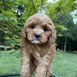 Hugo - Red male Cavapoo puppy in Midland, North Carolina from Rocky River Cavapoos