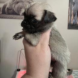 Moe - Fawn male Pug puppy in Olin, North Carolina from Piggy Pugs