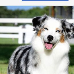 Bette - Miniature Australian Shepherd