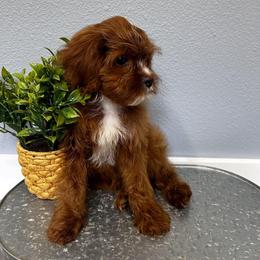 Cavapoo, Goldendoodle, and Poodle Puppies from Pearls & Curls doodles & poodles