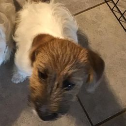 Russell Terriers and Spinoni Italiani from FOXFIELDS