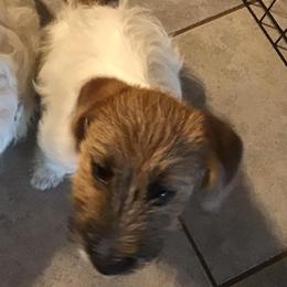 Russell Terriers and Spinoni Italiani from FOXFIELDS