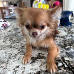 Truffle - Chocolate sabled fawn female Chihuahua puppy in Hebron, North Dakota from Dakota Heart Chihuahuas